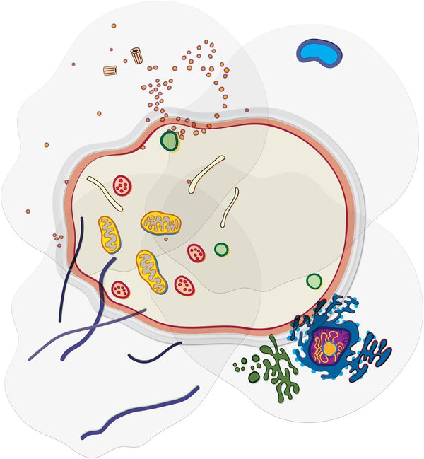 Animal Cell Anatomy Model Building Kit, See Through STEM Toys for Early Cell Biology, Educational Classroom Aid