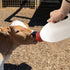 MODUODUO 2.11 Calf Bottle with a Replacement Nipple Quart Milk Feeder Nursing Feeding Bottle