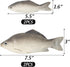 BigOtters 4PCS Fake Fish, Realistic Artificial Sea Fish Playset Model Food Display for Kids Kitchen Decor