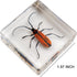 Set, 3-8-12 Insect Specimen Bugs Collection Scientific Education Gift for Kids Aged (Millipede, Centipede, Dragonfly