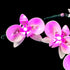 BRIKSMAX Led Lighting Kit for LEGO-10311 Orchid, Compatible with Lego Creator Expert Building Blocks Model, Set Not