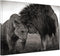 Black and White Couple Animals 1000 Piece Jigsaw Puzzle - Wooden Puzzles for Adults, Holiday Fun