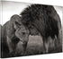 Black and White Couple Animals 1000 Piece Jigsaw Puzzle - Wooden Puzzles for Adults, Holiday Fun