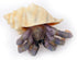 Gemini&Genius Sea Animal Hermit Crab Action Figure Toy for Kids, Realistic Ocean Crab Educational Role Play Toy
