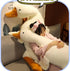 FANGYU Goose Stuffed Animal Pillow Toy, Cute Giant White Goose Stuffed Animal Duck Plush,Swan White,It's a
