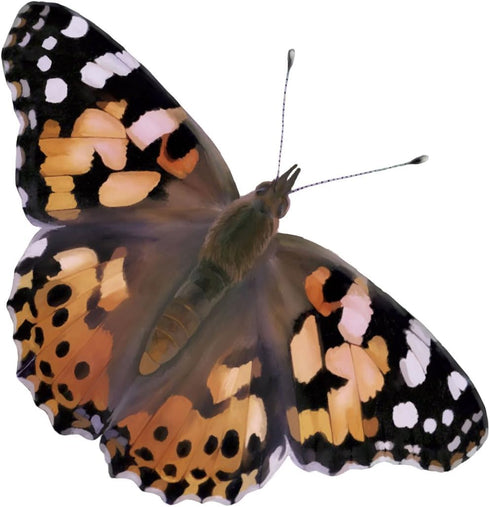 Insect Lore Two Cups of Caterpillars - Butterfly Garden Kit Refill Raise and Release Painted Lady Butterflies Includes