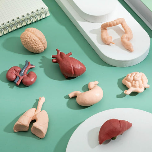 Mini Human Body Model for Kids, 8PCS Body Parts Sets Anatomy Toys, 3D Anatomy and Physiology Study Tools for Students Class Learning