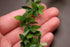 Aorvoras 1:6 (11 Mini Leaf Garland, Dollhouse Miniature Ivy Leaf Vine Garland, Dollhouse Mini Wreath, Miniature
