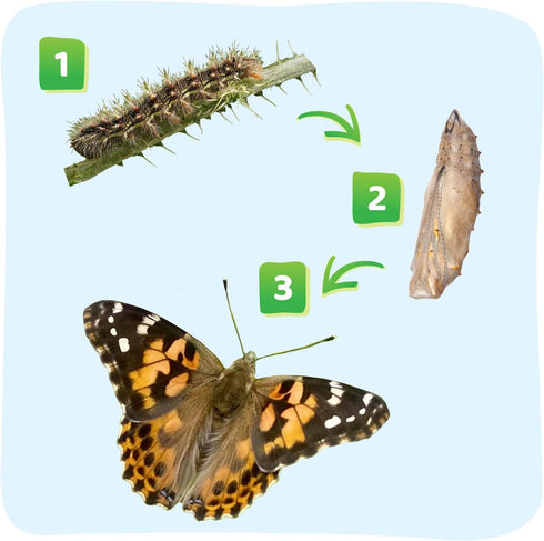 18 Inch 5 Insect Lore Giant Butterfly Garden with Voucher | Habitat | Life Cycle Figurines Included | Voucher to Redeem