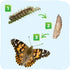 18 Inch 5 Insect Lore Giant Butterfly Garden with Voucher | Habitat | Life Cycle Figurines Included | Voucher to Redeem