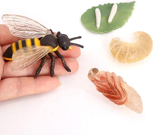 Bee Growth Cycle, Biological Model for Kids Education, Lifelike Bee Life Cycle Model Set for Insect Themed Party Favors