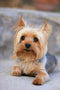 Jigsaw Puzzles 1000 Pieces - Portrait of a Miniature Yorkshire Terrier Yorkie Wooden Puzzle for Adults