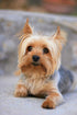 Jigsaw Puzzles 1000 Pieces - Portrait of a Miniature Yorkshire Terrier Yorkie Wooden Puzzle for Adults