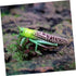 1pc Animal Model Christmas Ornaments, Educational Outdoor Playset Decor, Hanging Wall Decor Fake Grasshoppers Figurine