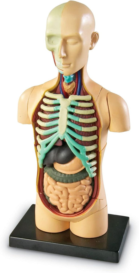 31 3+, 8+ Learning Resources Human Body Model, Science Classroom Demonstration Tools, Realistic Human Anatomy Display