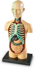 31 3+, 8+ Learning Resources Human Body Model, Science Classroom Demonstration Tools, Realistic Human Anatomy Display
