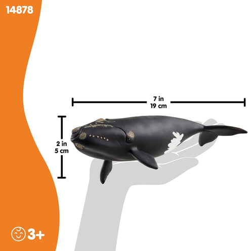 7 3+ 14878 schleich Wild Life - North Atlantic Right Whale Toy with Realistic Details - Durable Animal Figurine