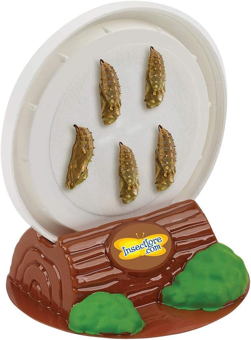 5 Insect Lore Butterfly Garden with Live Baby Caterpillars - STEM Activity Journal, Habitat, Chrys-A-Lid Holder