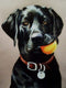 1000 Pieces Jigsaw Puzzles for Adults - Black Dog Labrador Wooden Puzzle for Youth Children, Animal Puzzles DIY Home