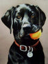 1000 Pieces Jigsaw Puzzles for Adults - Black Dog Labrador Wooden Puzzle for Youth Children, Animal Puzzles DIY Home