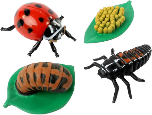 Insect Lore Ladybug Life Cycle, 4 PC Insect Figure Shows Life of Lady Bug