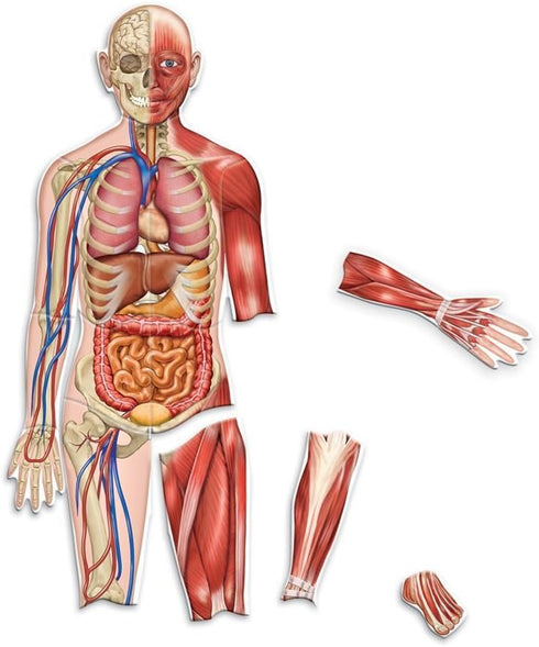 Learning Resources Double-Sided Magnetic Human Body - 3 Foot Tall, 17 Pieces
