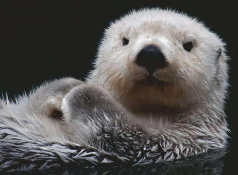 RAVENSBURGER 500 Pieces Puzzle - Sweet Little Otter