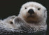 RAVENSBURGER 500 Pieces Puzzle - Sweet Little Otter