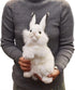 Rabbit Plush Animal Toy, 13", White - Hansa