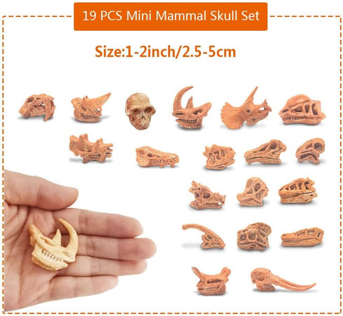 19 PCS Mini Mammal Skull Set Realistic Dinosaur Bones Prehistoric Animals Head Skeleton Playsets Ancient Daeodon Mastodon Collection Figures Models