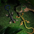 NUOBESTY Realistic Fake Lizards - 2Pcs Artificial Model Reptile Lizard Action Figures for Trick Play