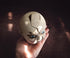 Nerd Block Baby Collectible, Eat You Alive Broken Doll Head