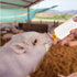 Goat Nipple and Bottles Set, 20 Pieces Cow Calf Milk Drink Nipple and 2 Pieces 400 ml Lamb Feeding Bottle Kit