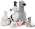 Tezituor Easter Pigeon Stuffed Animal Set, Cuddly Realistic Pigeon Plush Toy,Soft Dove