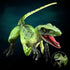 Gemini&Genius Velociraptor Dinosaur Toy for Kids, Raptor Action Figure, Dino Collection, Gifts, Room Decoration