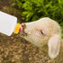 Goat Nipple and Bottles Set, 12 Pieces Small Animal Milk Drink Kit, 400 ml Lamb Feeding Bottle, White