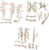 NUOLUX 3Pcs 4D Dinosaur Fossil Skeleton Toys DIY for Kids Fossil Skeleton Figure
