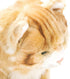 DEMDACO Large Maine Coon Cat Striped Ginger Plush Stuffed Animal Toy