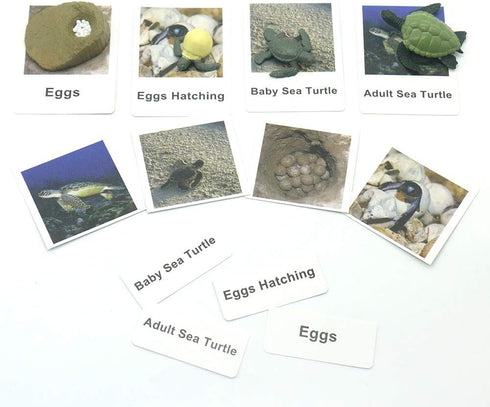 MEROCO Life Cycle of Turtle Montessori 3 Part Cards - Educational Toys for Toddlers