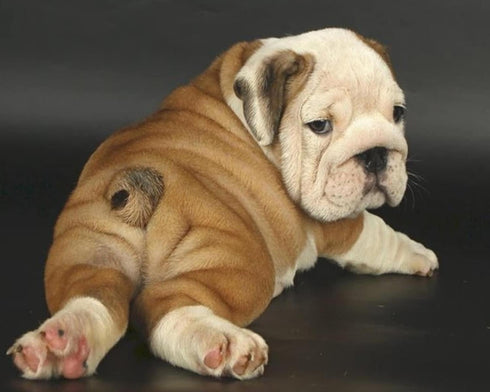 Jigsaw Puzzle for Adults - English Bulldog Cute Pet Puppy - 500 Piece Wooden Puzzle for Mother's Day, Family Game