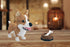 Animal Corgi Dog and Food Micro Building Blocks Set (1860PCS) - Gift for Adults and Kids