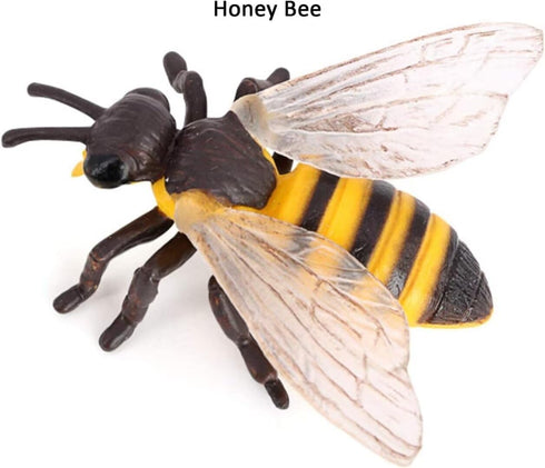 Bee Growth Cycle, Biological Model for Kids Education, Lifelike Bee Life Cycle Model Set for Insect Themed Party Favors