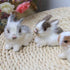 Mini Simulation Rabbits - Realistic Cute Plush Rabbits, Lifelike Plush Bunny Miniatures, White Rabbits Decor