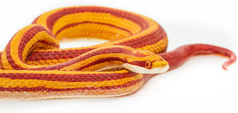 Safari Ltd. Corn Snake Figurine, Lifelike 5.25" Model Figure, Educational Toy for Kids Ages 3+