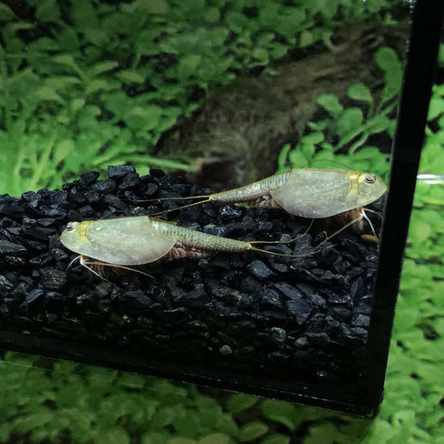 GreenWaterFarm Triops Longicaudatus Eggs for Hatching and Culture, Suitable for Pet and Science Project