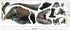 Kiddale T-Rex Giant Wall Stickers, Removable Peel and Stick Dinosaur Wall Decals for Kids, Bedroom, Living Room