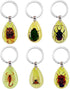 6 Pack Insect in Resin Specimen Collection, Luminous Glow in The Dark Keychain for Education