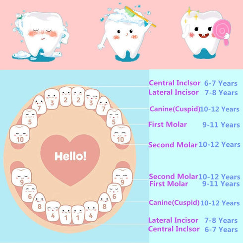 Baby Teeth Keepsake Box, Children Kids Tooth Storage Holder Organizer Printed in English for Child-Wood Memory (Pink)