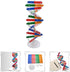 Toddmomy Kids Toys 2 Sets DNA Model Kit for Teaching Students, Double Mannequin