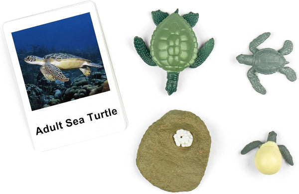 MEROCO Life Cycle of Turtle Montessori 3 Part Cards - Educational Toys for Toddlers